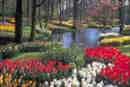 flower-pond.JPG (16721 bytes)